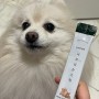 [샤프리슈] 강아지 고양이 소화 장건강 면역력 유산균 추천! : 반려견, 반려묘 면역력 영양제 후기