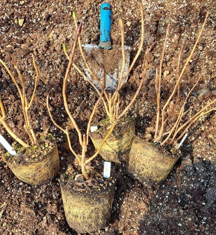 수국 분갈이 이유? 최적시기? : 네이버 블로그