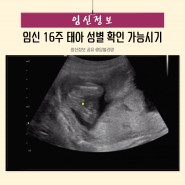 태아 성별 확인이 가능한 임신 16주 초음파 증상 2차 기형아검사