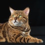 뱅갈 고양이 Bengal 성격 특징 벵갈 유전병