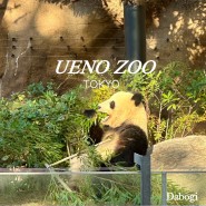[일본여행] 도쿄 우에노 동물원 입장료 할인 받는 법 동물 총정리