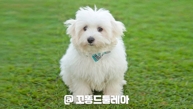 꼬똥 드 툴레아 분양가, 꼬동 털, 성격 기본정보 : 네이버 블로그
