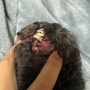 [라온덴탈]강아지잇몸색에 따른 건강& 푸들 치석 관리