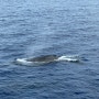 [하와이한달살기] - 다시 오하우 혹등고래 웨일와칭/ 와이키키비치 / 코나커피퀸아망