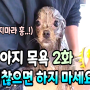 강아지 셀프목욕, 9년차 달개 애견미용사 꿀팁 대공개!