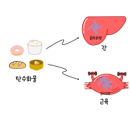 유산소운동 없이 근력운동만으로 다이어트가 될까?