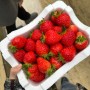머리 위에 딸기가 한 가득 - 양주하나농원딸기체험농장