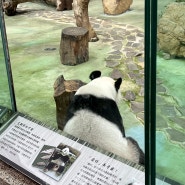 대만 타이페이시립동물원 가는 법, 볼거리, 자연주의 아시아 최대 동물원!