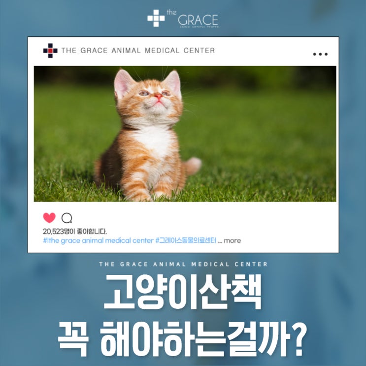 고양이산책 꼭 해야 하는 걸까? : 네이버 블로그