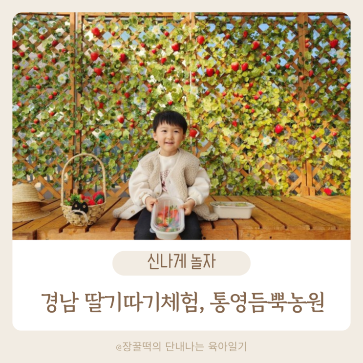 [경남 아이랑] 통영 듬뿍농원 딸기따기체험, 23년12월...