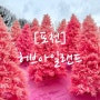 [포천] 핑크 불빛 축제 허브아일랜드