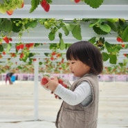 광주 딸기체험 + 실내 놀이터도 있는 빨강농장 후기🍓
