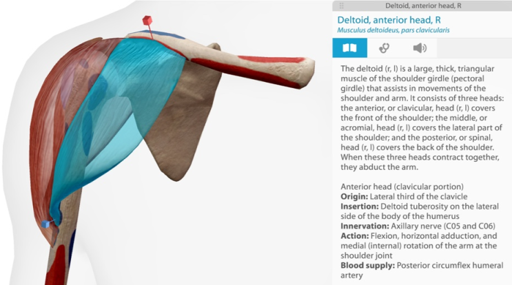 Shoulder muscle Origin&Insertion&Action&Innervation : 네이버 블로그
