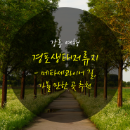 [강릉 여행] 경포생태저류지 - 메타세콰이어 길, 가볼만한곳 추천
