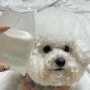 강아지 천연비누 비숑 비누로 볼륨감있게 사용