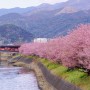 시즈오카 여행 :: 따스한 봄날에 가고싶어지는 '시즈오카의 봄꽃 명소'