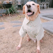 강아지 체크 셔츠 만들기 예쁜 카라 살려서 공대오빠 되어봐요.