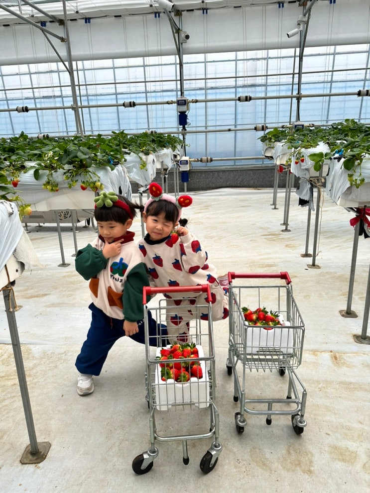 아이랑 겨울놀이템  “다인이네 딸기 체험 농장”