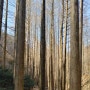 노잼도시 대전 갈만한곳 장태산자연휴양림