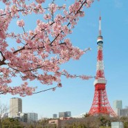 2024 일본 도쿄 벚꽃 개화시기 벚꽃축제명소 top7