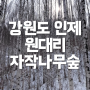 인제 자작나무숲 겨울 강원도 원대리 여행지 후기 (ft.갤럭시 카메라 강추)