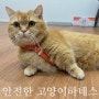 인식표 달린 안전한 고양이하네스 추천! 유봉펫 하네스
