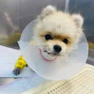 강동구청역동물병원 포메 슬개골탈구 수술 24시더파크동물의료센터
