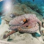 문어 文魚 Octopus