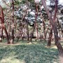 소나무향이 가득한 우이동 솔밭근린공원