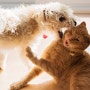 미션 임파서블⚡ 서로 싫어하는 고양이와 강아지 합사 성공할 수 있을까요?