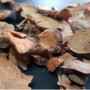 자연산 토복령파는곳 망개나무뿌리판매 토봉령 먹는법