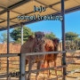 제주여행 국내 유일ㅣ제주 낙타 트래킹 🐪⭐️