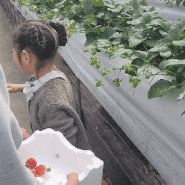 아이와 함께한 고양시 딸기 체험 햇살딸기농원 2호점 (입장료 없음)