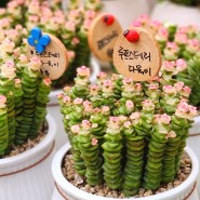 원예치료사의 일상 봄원예프로그램 꽃시장 봄향기 플라워테라피 구근식물 철쭉심기 식물심기키트