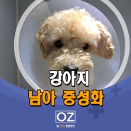 수컷 강아지 중성화 수술 - 분당 Dr. 오즈 동물병원