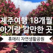 제주도여행 18개월 아기랑 갈 만한 곳 제주 휴애리 자연생활공원 동백축제