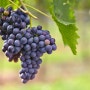 와인포도품종 - 트루소