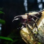 말레이시아의 곤충들