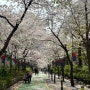 2024 벚꽃시즌 개화시기 영등포 신길벚꽃거리 벚꽃명소 맛집 소개