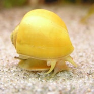 어항 물 달팽이 애플스네일 달팽이짝짓기 및 달팽이알