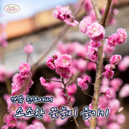 경북 청도에서 소소한 꽃놀이 즐기기 (경북 봄 여행지)