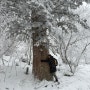 [100대명산 태백산 국립공원] 정보, 등산코스, 지도, 단체산행, 리딩 (24.01.20)