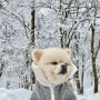 강아지 겨울옷 : 몽리베 버터 올인원 그레이 / 바흐브파파 패딩가방 찐 후기