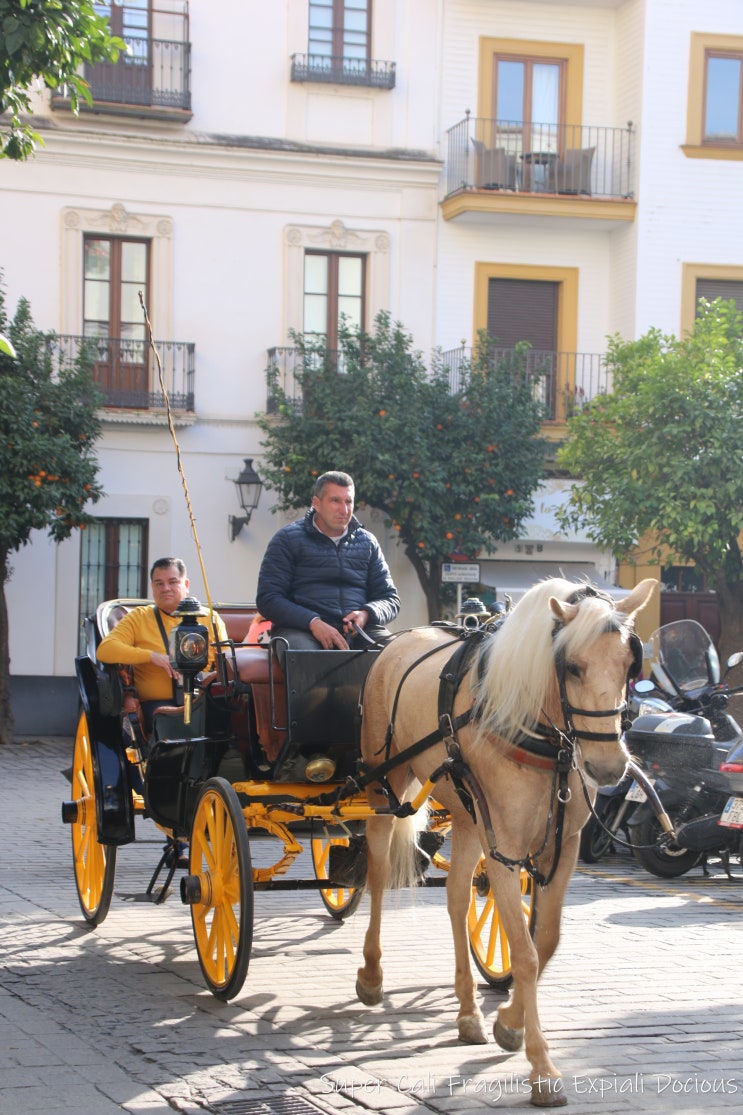 [스페인 남부 여행] Day 2.3 Sevilla 산텔모 다리, 과달피기르 강, 황금의....