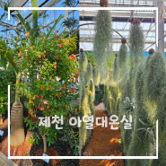 충북 제천가볼만한곳 실내식물원 개장 아열대스마트온실