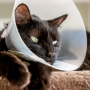 고양이 중성화 수술 후 넥카라 보호대 필요성 관리 방법 상담