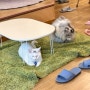 일산 고양이 카페 ‘집사의하루 일산점’ 방문만 해도 기부되는 유기묘 카페