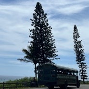 하와이 7박 9일 신혼여행🩷 4일차(쿠알로아랜치 전기자전거 추천, 와이켈레아울렛, 하와이 자전거 비키(BIKI), 하와이 기념품 추천)