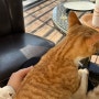 사상카페 “우디브룩” 고양이천국