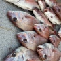 부산 참돔 타이라바 설전 제수고기